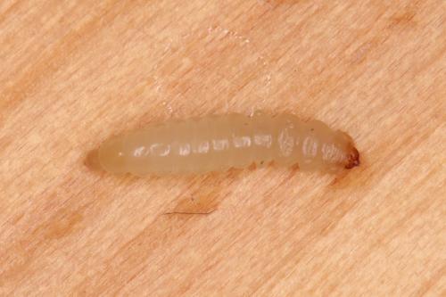Eriocrania salopiella